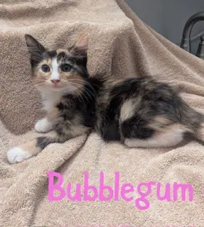 Bubblegum - Domestic Long Hair
