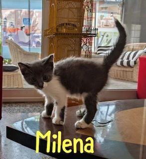 Milena