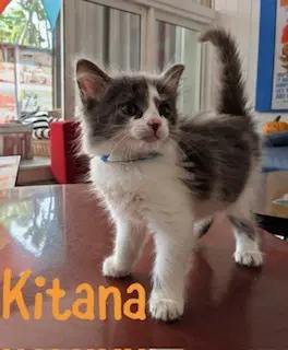 Kitana - Domestic Long Hair