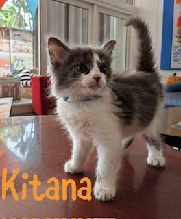 Kitana