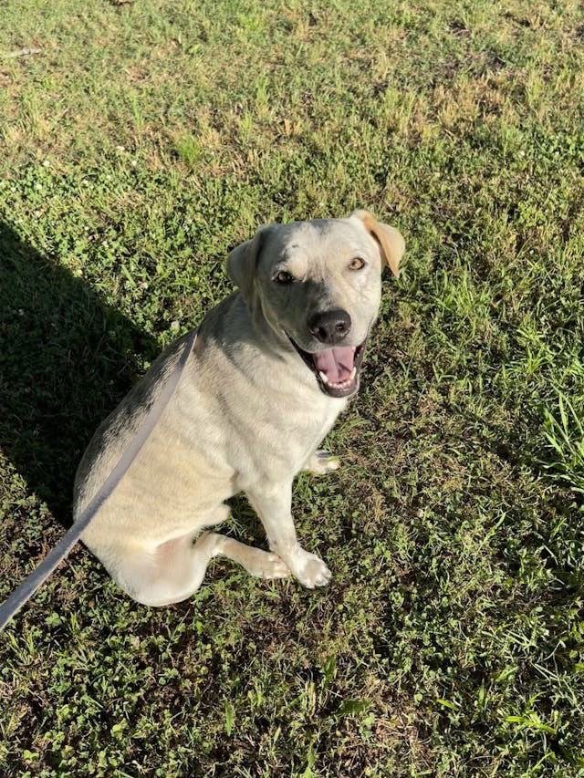 adoptable Dog in Asher, OK named Ghost