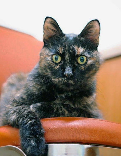 picture of the cat needing adoption