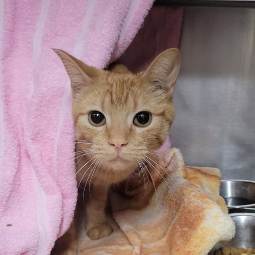 Cheez-It, an adoptable Domestic Short Hair in Plover, WI