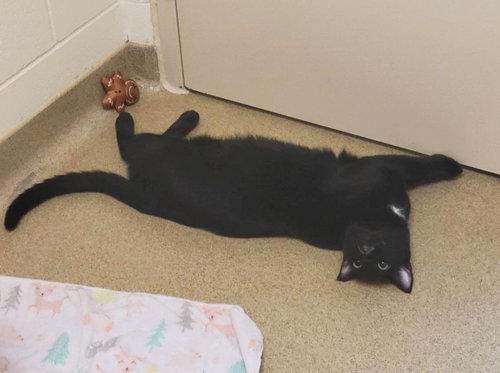 Reaper, Young Domestic Short Hair / Mixed, cat for adoption in Wausau, Wisconsin