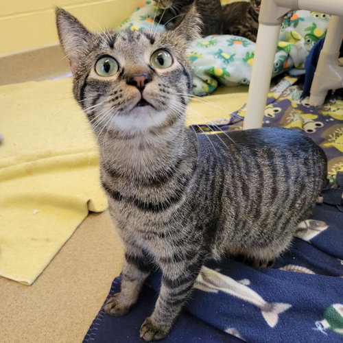 Thread, an adoptable Domestic Short Hair in Plover, WI