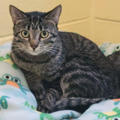 Needle, Young Domestic Short Hair / Mixed, cat for adoption in Plover, Wisconsin