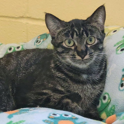 Thimble, Young Domestic Short Hair / Mixed, cat for adoption in Plover, Wisconsin