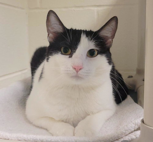 Honeycomb, Young Domestic Short Hair / Mixed, cat for adoption in Plover, Wisconsin