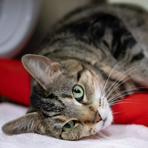 Gizmo, an adoptable Domestic Short Hair in Plover, WI