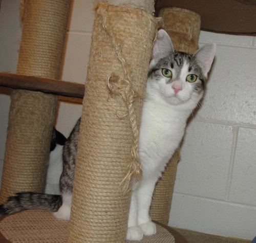 Mike, an adoptable Domestic Short Hair in Plover, WI