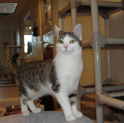 Molly, an adoptable Domestic Short Hair in Plover, WI