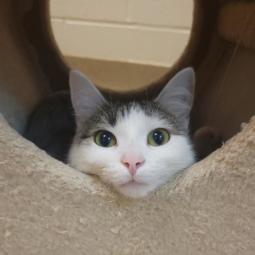 Molly, Young Domestic Short Hair / Mixed, cat for adoption in Plover, Wisconsin