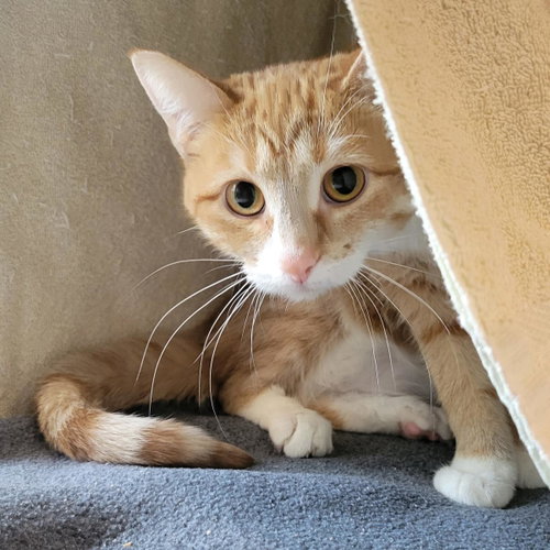 Cheddah, an adoptable Domestic Short Hair in Plover, WI