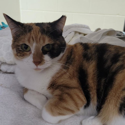 Carol, an adoptable Domestic Short Hair in Plover, WI