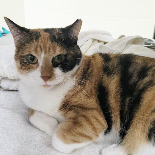 Carol, Young Domestic Short Hair / Mixed, cat for adoption in Plover, Wisconsin