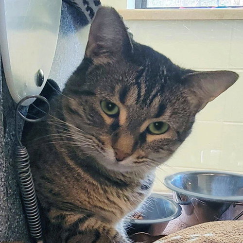 Root, an adoptable Domestic Short Hair in Plover, WI