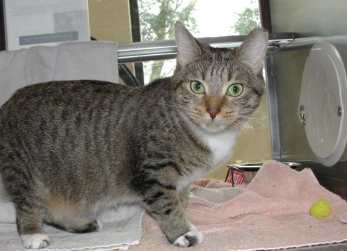Dubai, an adoptable Domestic Short Hair in Plover, WI