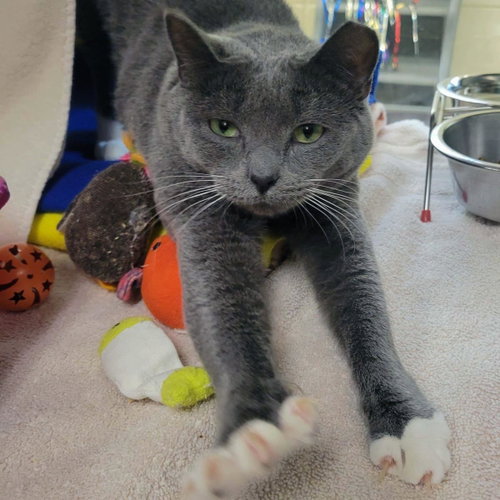Stone, an adoptable Domestic Short Hair in Plover, WI