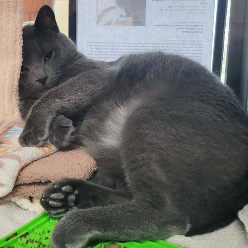 Sleet, an adoptable Domestic Short Hair in Plover, WI