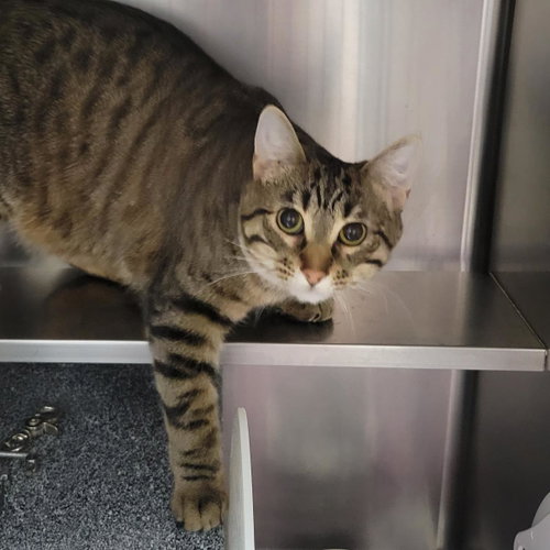 Hot Honey, an adoptable Domestic Short Hair in Plover, WI