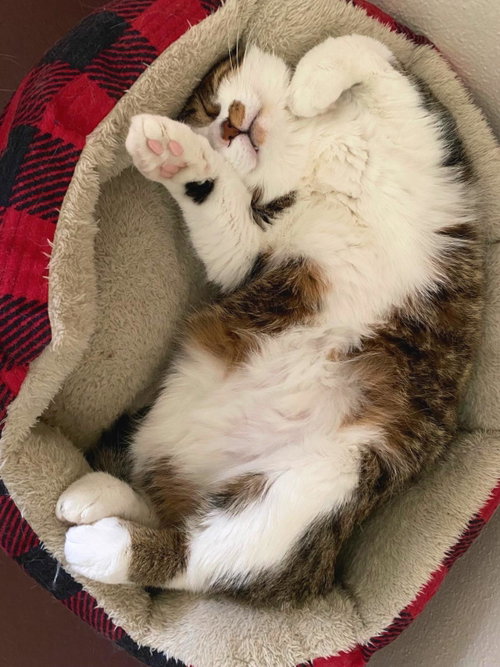 Simba