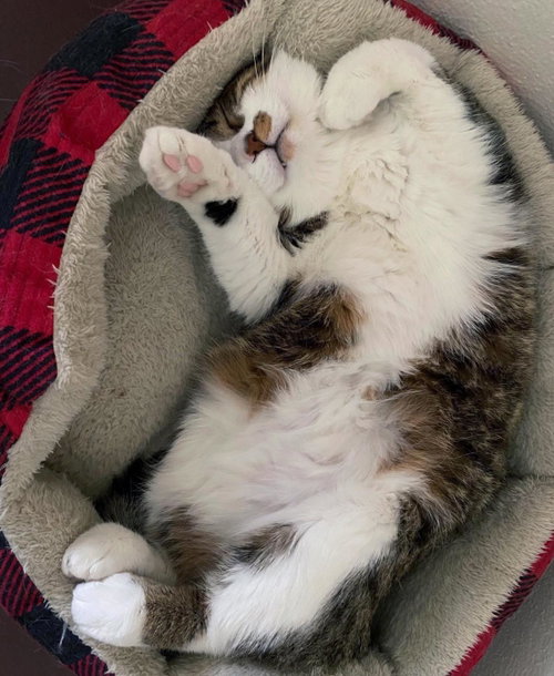 Simba, Young Domestic Short Hair / Mixed, cat for adoption in Plover, Wisconsin