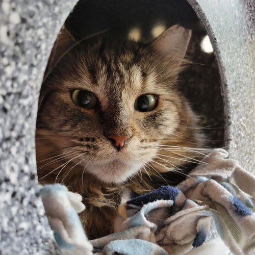 Maxine, an adoptable Domestic Long Hair in Plover, WI