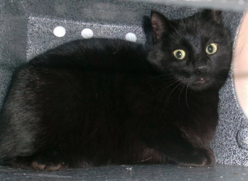 Eastwick (Working Cat), an adoptable Domestic Short Hair in Plover, WI
