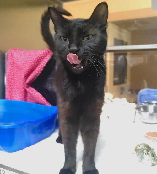Eclipse, an adoptable Domestic Short Hair in Plover, WI