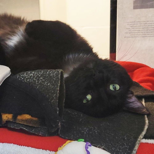 Shazzam, Adult Domestic Short Hair / Mixed, cat for adoption in Plover, Wisconsin
