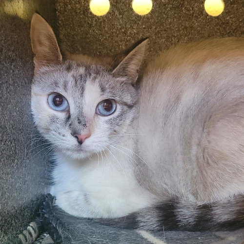 Chalk (Working Cat), an adoptable Domestic Short Hair in Plover, WI