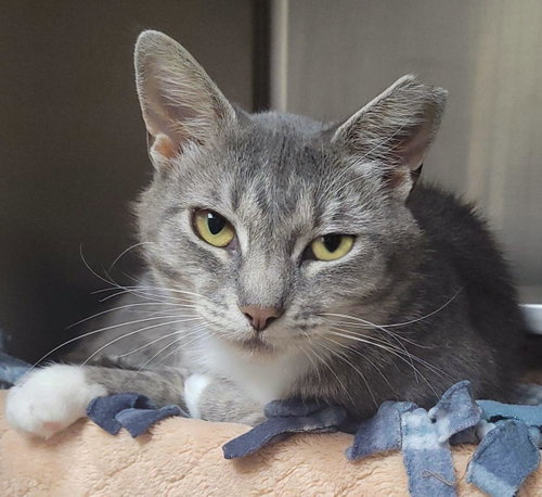Silverstream, an adoptable Domestic Short Hair in Plover, WI