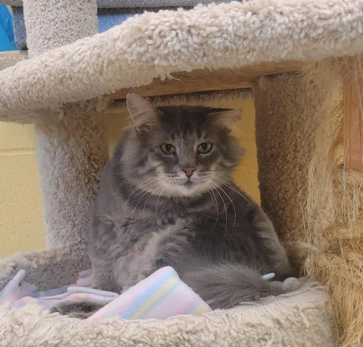 Greystripe Working Cat - Domestic Long Hair