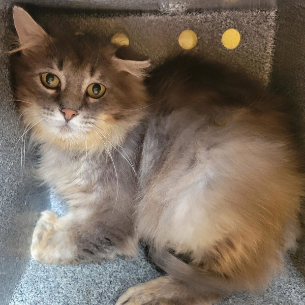 Greystripe