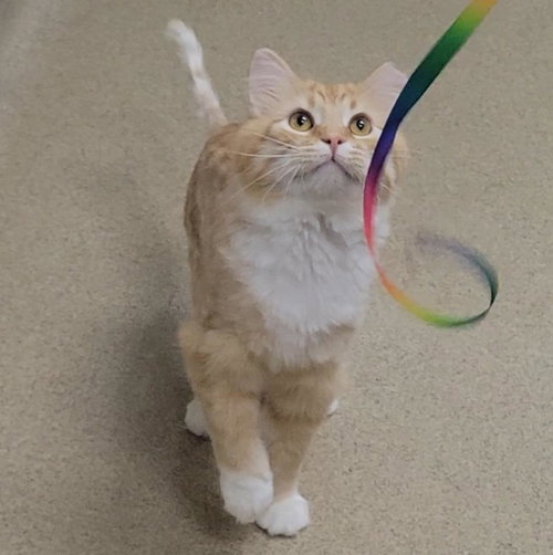 Firestar, Adult Domestic Long Hair / Mixed, cat for adoption in Wausau, Wisconsin