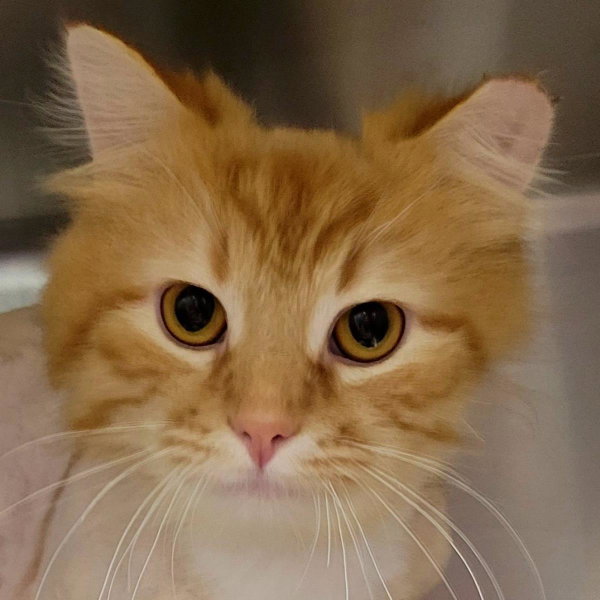 Firestar