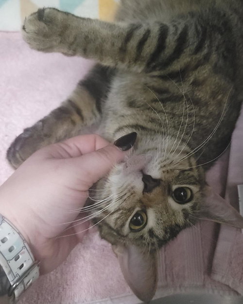 Encore, an adoptable Domestic Short Hair in Plover, WI