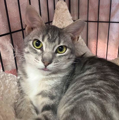 Ashfur, Young Domestic Short Hair / Mixed, cat for adoption in Plover, Wisconsin