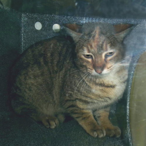 Foxheart (Working Cat)