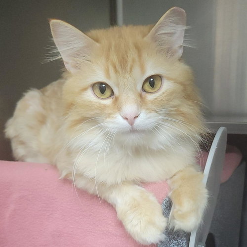Redtail (Working Cat), an adoptable Domestic Long Hair in Plover, WI