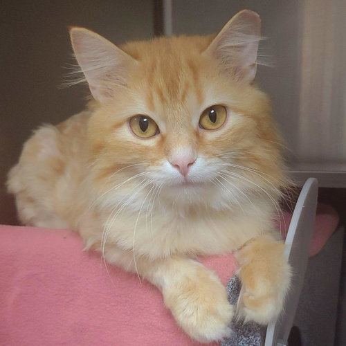 Redtail (Working Cat), Adult Domestic Long Hair / Mixed, cat for adoption in Plover, Wisconsin