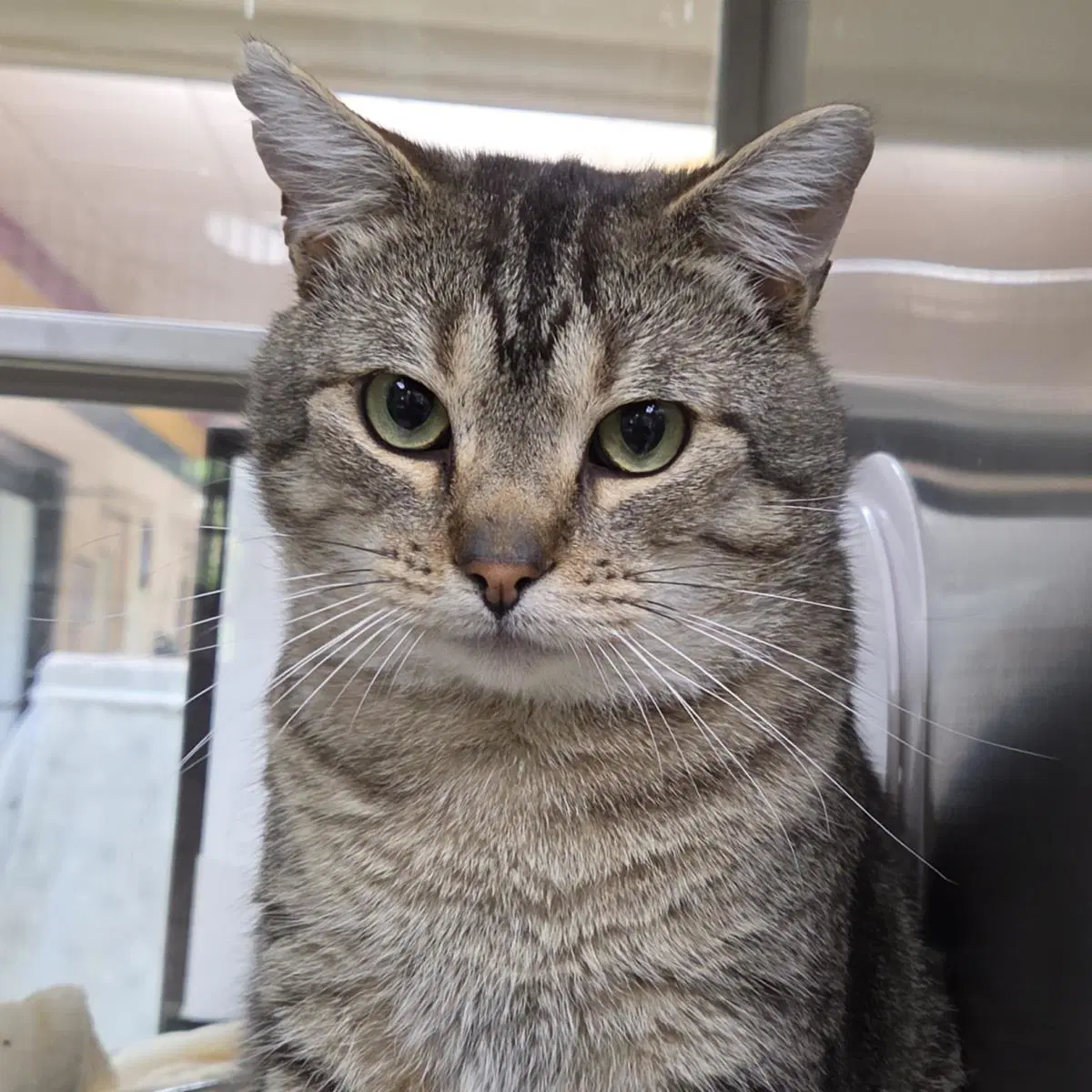 Tigerclaw - Domestic Short Hair