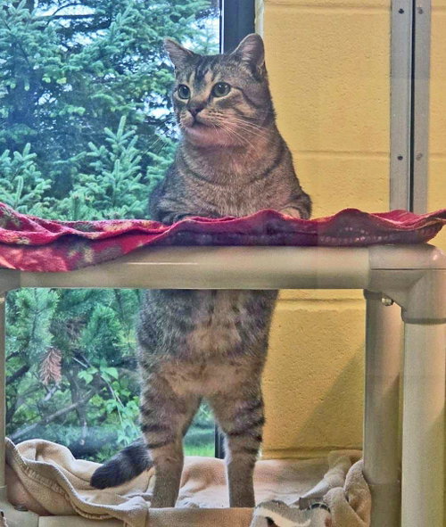 picture of the cat needing adoption