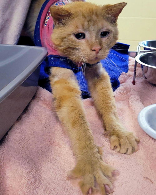 Connery, Adult Domestic Short Hair / Mixed, cat for adoption in Plover, Wisconsin