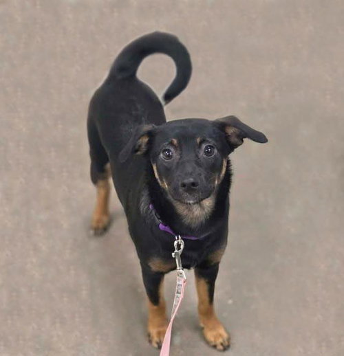 Petunia, an adoptable Australian Shepherd in Plover, WI