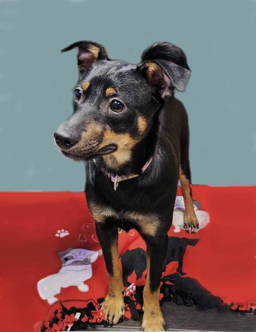 Orchid, an adoptable Australian Shepherd in Plover, WI