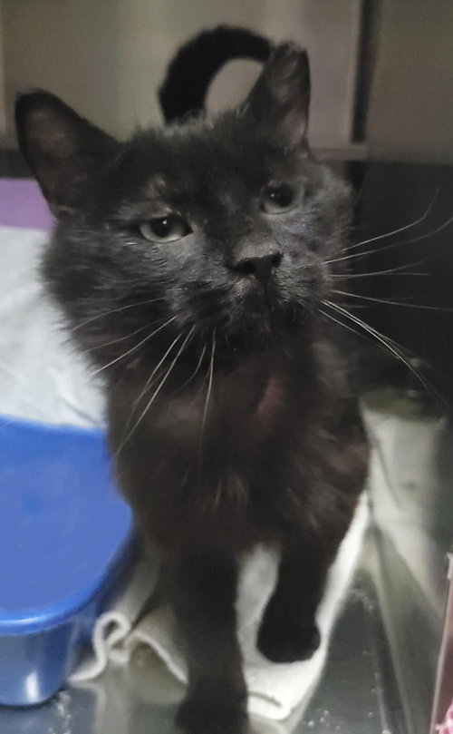 Panther, an adoptable Domestic Short Hair in Plover, WI