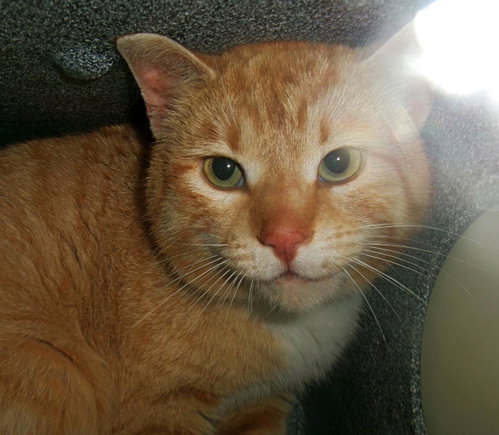 Mojave (Working Cat)