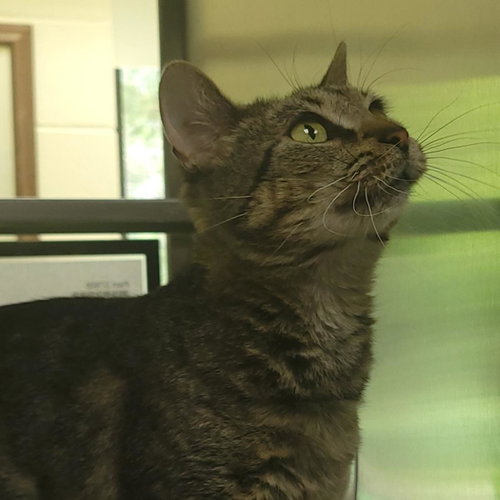 Pam, Adult Domestic Short Hair / Mixed, cat for adoption in Wausau, Wisconsin