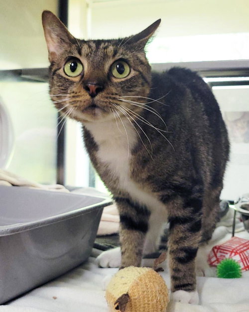 Jim, Adult Domestic Short Hair / Mixed, cat for adoption in Plover, Wisconsin